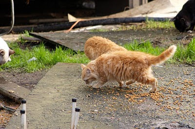 feral cats feeding time photo