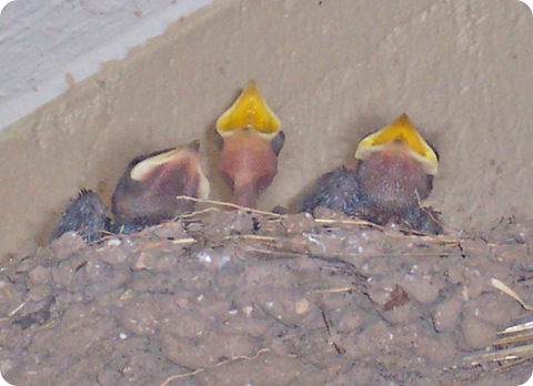 Swallow_Babies_2