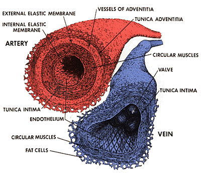  tissues of the body that transport 