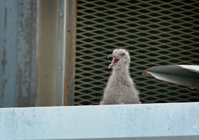 Herring Gull chick.