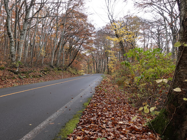 鳥取県道45号倉吉江府溝口線（大山環状道路）の紅葉