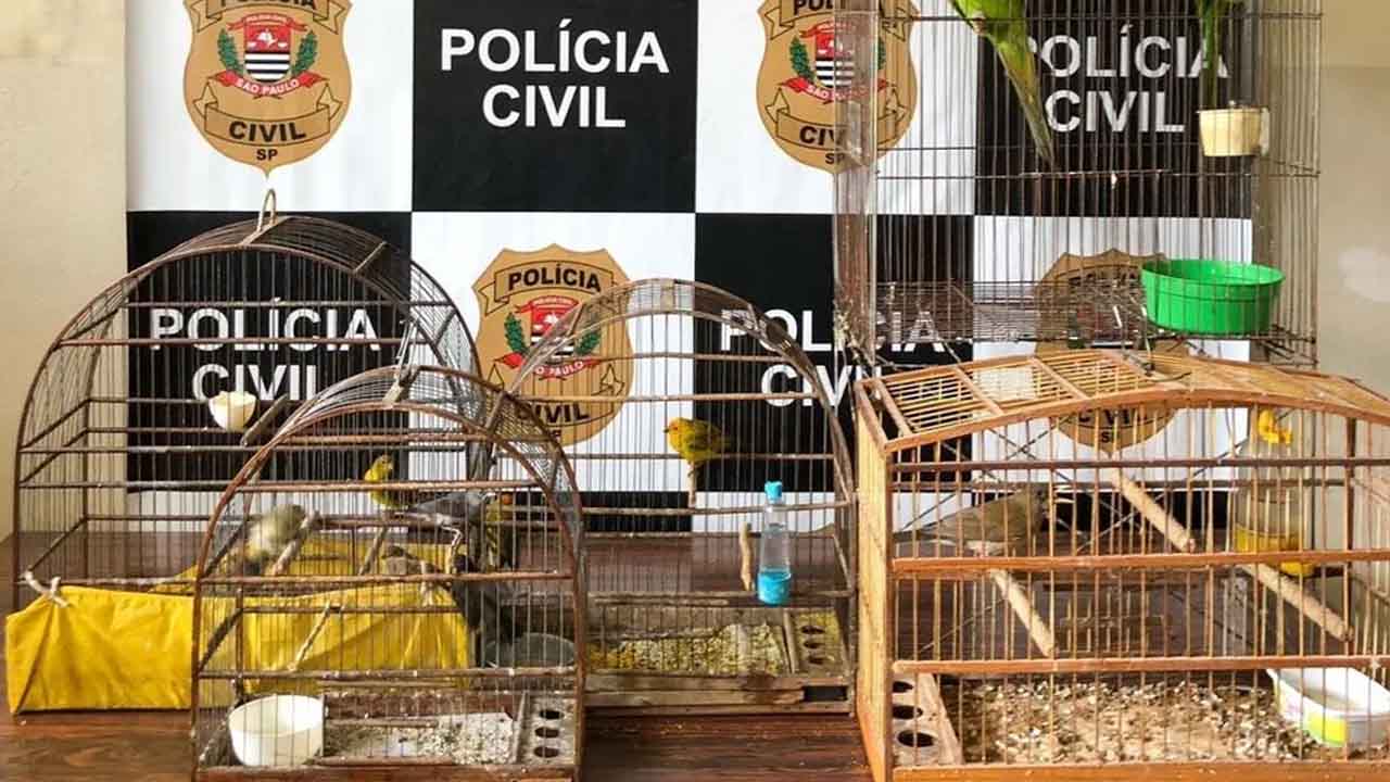 Suspeito de maus-tratos a animais é preso em Capivari