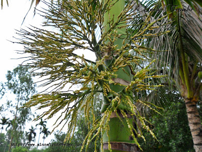 Betel palm, Areca catechu