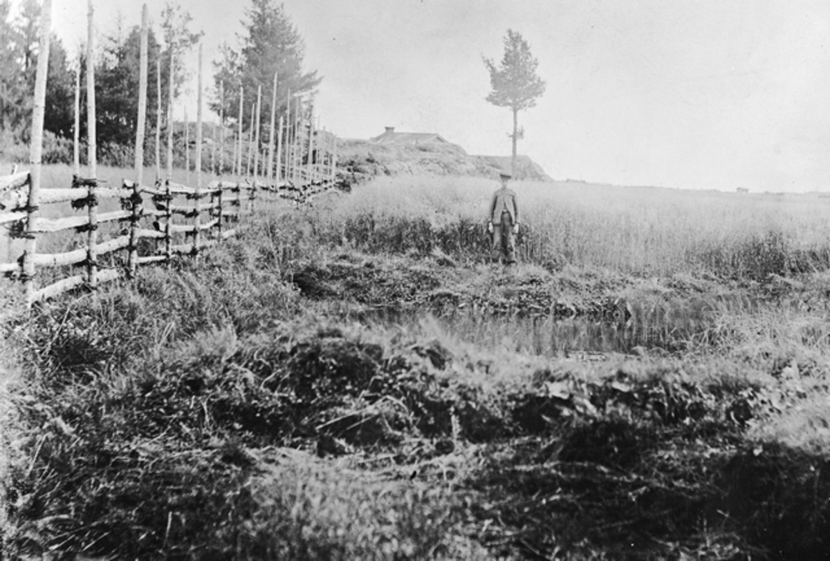Mustavalkoisessa kuvassa taustalla viljapeltoa ja edessä hetteikköinen kohta, jonka takareunalla seisoo mies. Vasemmalla näkyy puista aitaa ja kaukana takana puita ja rakennus.