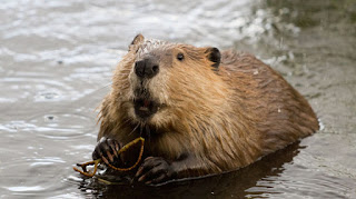 The beaver