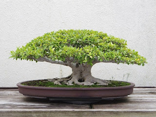 Bonsai: Origin, Types, Caring, Advantages, Disadvantages, Disease and Pests