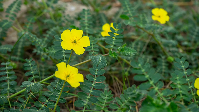 Medicinal Plants for Penis Size Enlargement