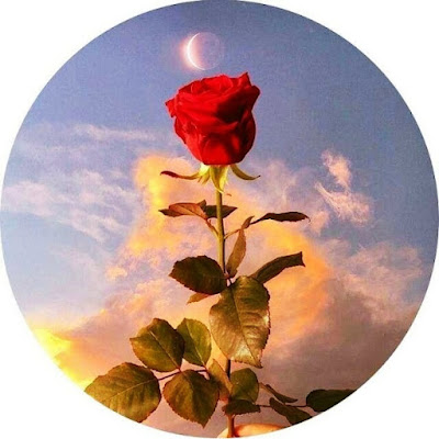 Beautiful Rose WhatsApp DP