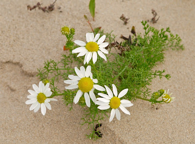 Oxeye Daisy Leucanthemum vulgare