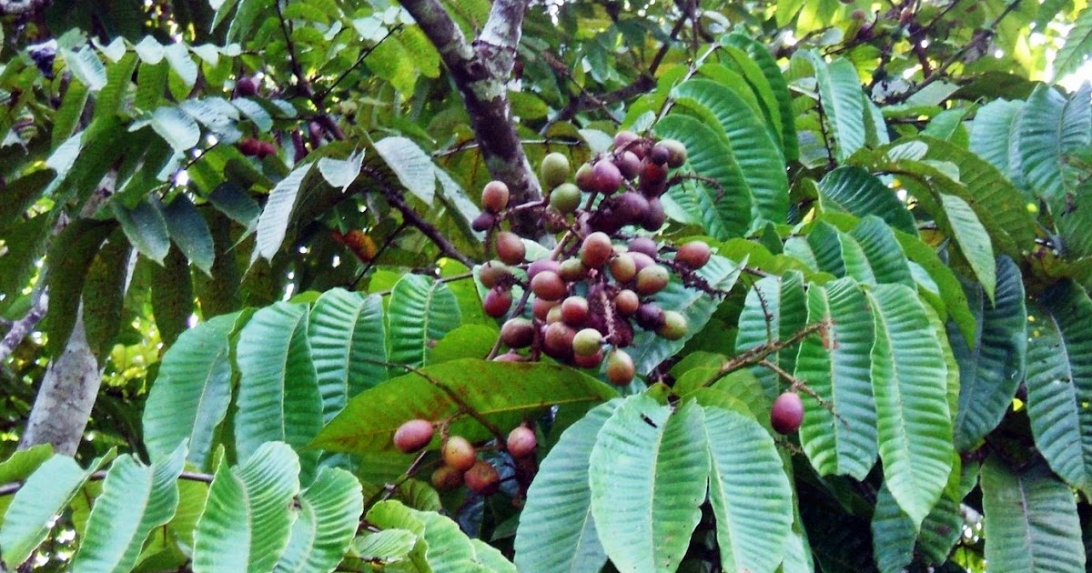 5 langkah sederhana budidaya matoa agar menghasilkan buah 5 langkah sederhana budidaya matoa agar menghasilkan buah
