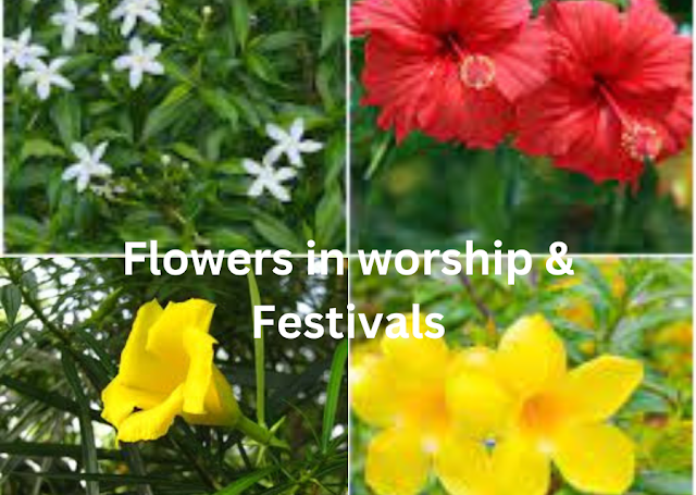 flowers for worship and festival