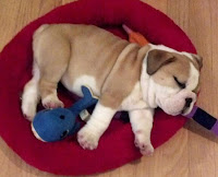 Bulldog Puppy Sleeping