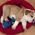 Caring For Your New Bulldog Puppy