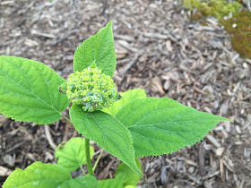 Hydrangea arborescens 'Annabelle'