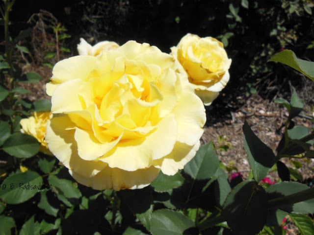  A Walk Through My Rose Garden in Early May