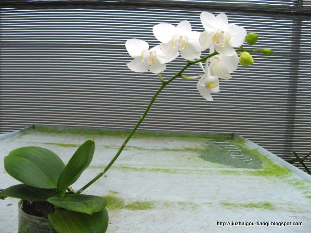 兰花 花:hua-09020112304861