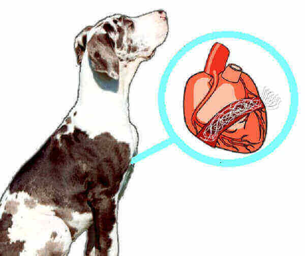 Proper drugs to treat the risk of dog exposure to heartworms