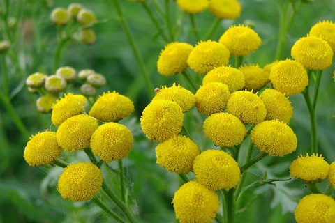 Tansy is a popular medicinal plant which too has many kinds of benefits and advantages. This plant is often used for flavouring beers and stews.  It is also a very good insect repellent and is used for this by people across many countries where it is grown.