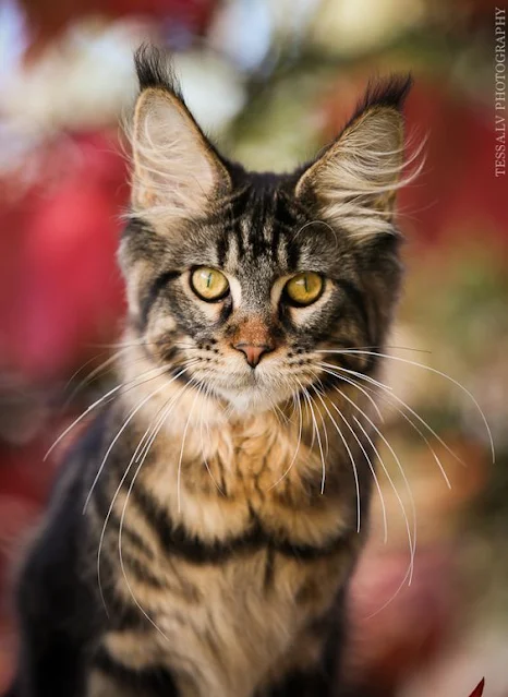 Female brown tabby Maine Coon bred in Russia