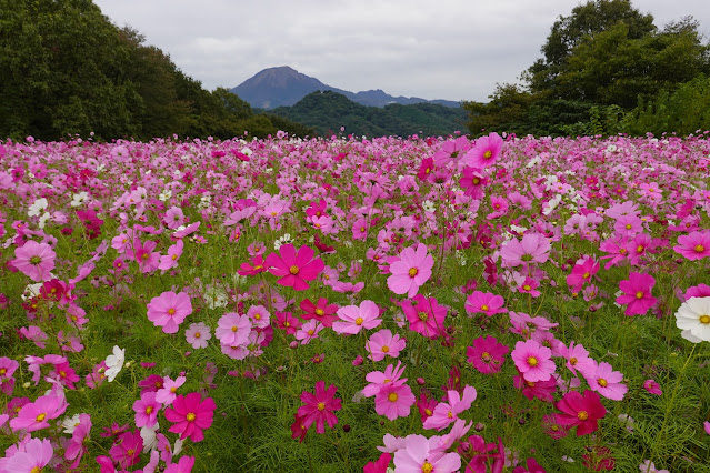鳥取県西伯郡南部町鶴田　とっとり花回廊　秘密の花園