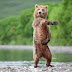 Dancing Animals Funny Pics - Funny Pictures, Funny Photos, Babies