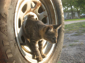 stray cat in a spare tire, trailer, stuck