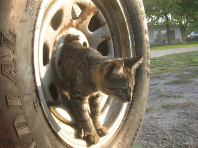 stray cat in a spare tire, trailer, stuck