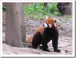 1979 China - Chengdu - Panda Breeding Center