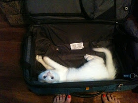 funny cats, cute cat pictures, cat in suitcase