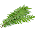 Curry Leaves ( 50g ) 