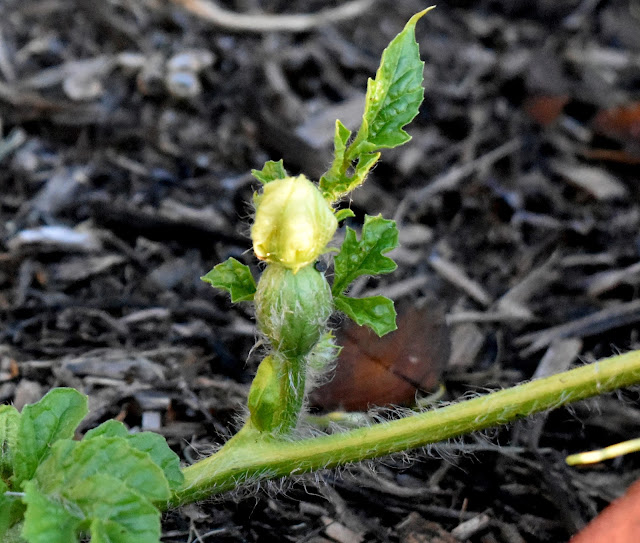 Watermelon- Female flower