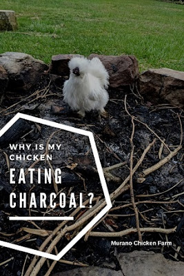 A white chicken in a firepit eating charcoal