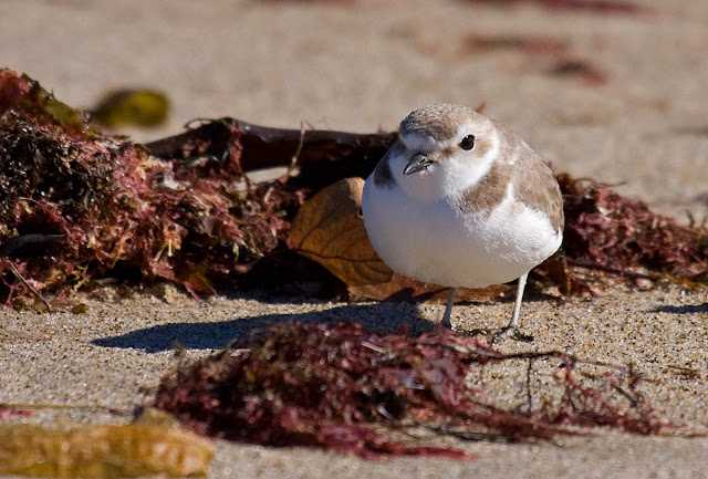 Snowy Plover