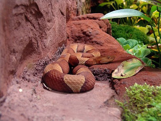 The American Copperhead Venomous Snakes that Include Cottonmouth Water Moccasins and Rattlesnakes