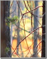 skog