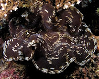 Giant Clam in Komodo National Park