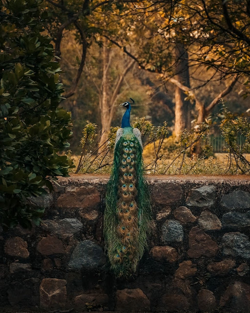 Free Peacock Photos