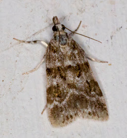 Scoparia ambigualis.  Keston Common moth trap, 2 July 2011.