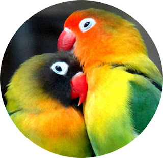 Burung Lovebird