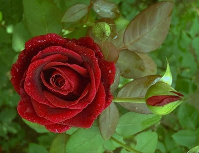 fresh red rose