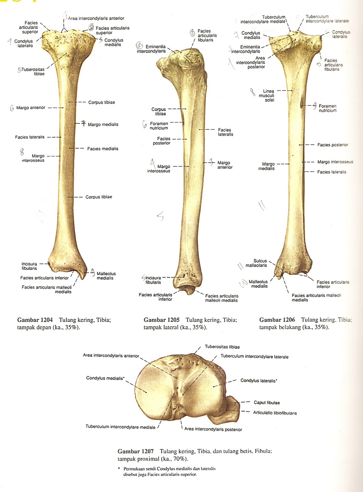 Anatomi Tulang Tibia