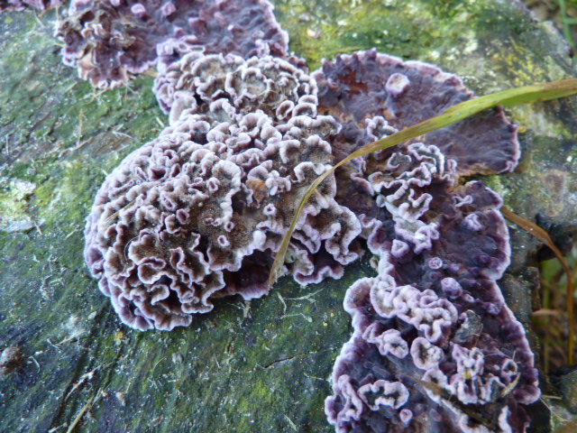 Chondrostereum purpureum