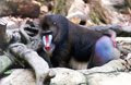 Baboon - Singapore Zoological Gardens