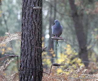 A spy pigeon that alerts when other pigeons arrive