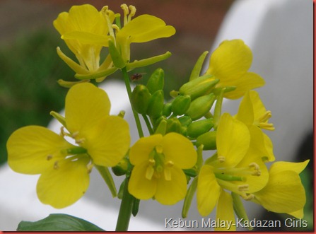 choy sum flower