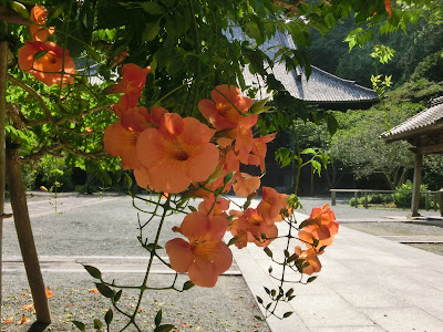  妙本寺のノウゼンカズラ