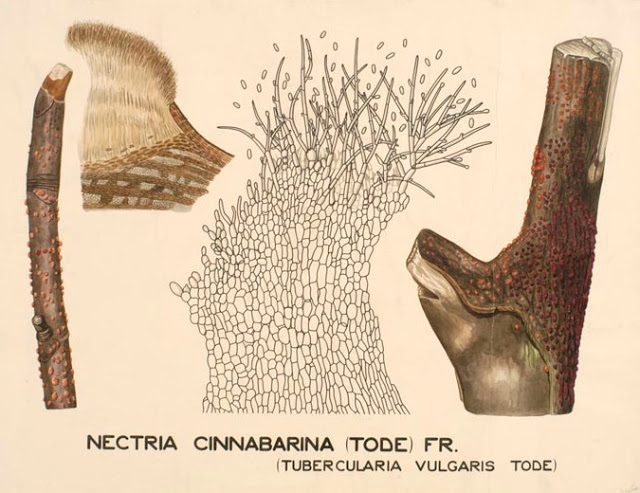 Nectria cinnabarina, =Tubercularia vulgaris