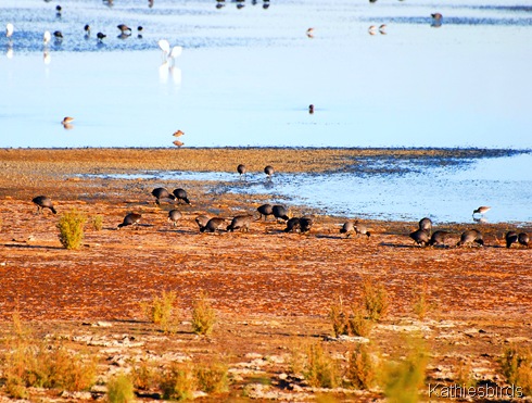 12. coots-kab