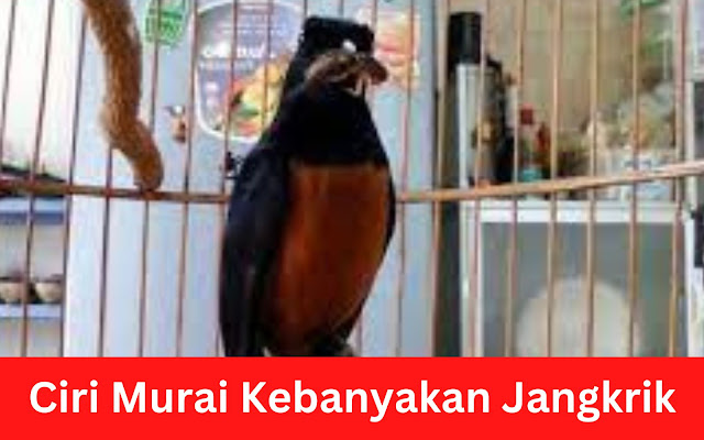 ciri-murai-kebanyakan-jangkrik