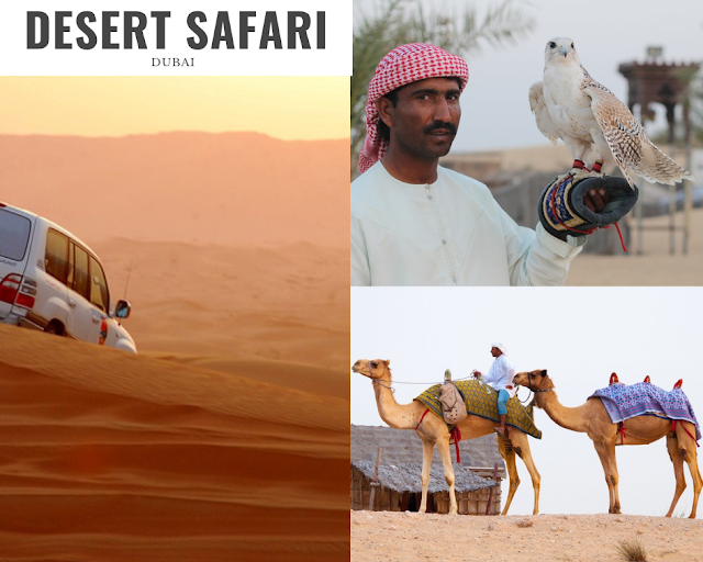 desert safari in Dubai, camel ride, falcon 